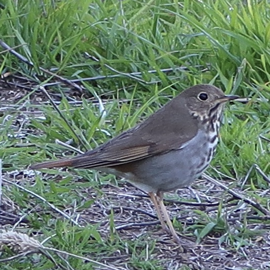 Hermit Thrush